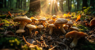 Abundant harvest of fresh mushrooms displayed on mossy forest floor in Beskydy mountains, earthy browns against green moss