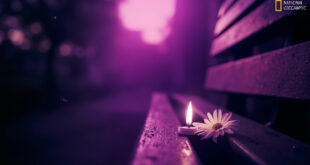 Memorial garden at twilight with solitary white flower on empty bench and flickering candle in gentle breeze