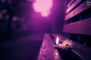 Memorial garden at twilight with solitary white flower on empty bench and flickering candle in gentle breeze