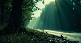 Empty rural Polish road with damaged tree and debris following a car accident, dark atmospheric lighting