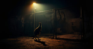 Empty kangaroo enclosure with reinforced fencing and security cameras at deserted zoo grounds illuminated by amber lighting at night