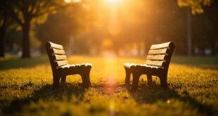 Two empty wooden benches face each other in a peaceful park bathed in warm morning sunlight and surrounded by greenery.