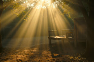 Abandoned wooden feeding platform in empty elephant habitat at dawn, highlighting endangered species conservation