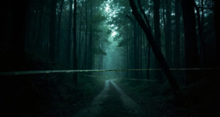 Empty forest trail blocked by yellow police tape among tall dark trees