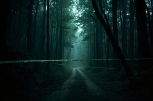 Empty forest trail blocked by yellow police tape among tall dark trees