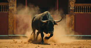 Black bull charging across sandy arena floor toward damaged wooden barrier in historic Portuguese bullring