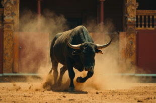 Black bull charging across sandy arena floor toward damaged wooden barrier in historic Portuguese bullring