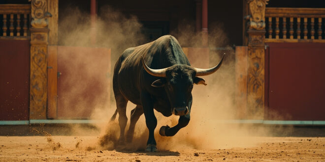 Black bull charging across sandy arena floor toward damaged wooden barrier in historic Portuguese bullring