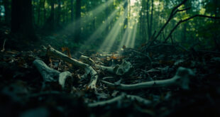 Weathered bone fragments partially hidden among fallen leaves and tree roots in dense forest undergrowth