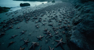 Thousands of dark starfish densely covering wet beach sand along Scottish coastline