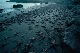Thousands of dark starfish densely covering wet beach sand along Scottish coastline