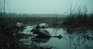 Dead crane lying in shallow marsh water surrounded by reeds and wet grasses under gray sky