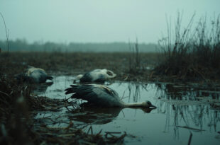Dead crane lying in shallow marsh water surrounded by reeds and wet grasses under gray sky