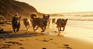 Dozens of dogs running freely on beach with ocean waves and scattered sticks in sand