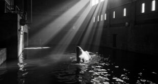 White beluga whale tail breaking water surface in concrete holding tank with clinical lighting at marine facility