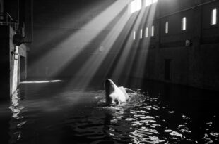 White beluga whale tail breaking water surface in concrete holding tank with clinical lighting at marine facility