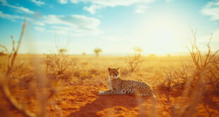 Spotted cheetah cub resting on dry savanna ground near acacia trees in golden afternoon light