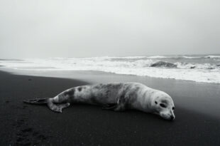 Seal carcass on dark sandy beach with Atlantic Ocean waves and misty coastal cliffs background