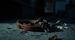 Leather dog collar and leash abandoned on concrete pavement below residential building balcony
