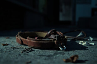 Leather dog collar and leash abandoned on concrete pavement below residential building balcony
