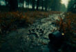 Close-up of large wolf paw print in mud next to small cat tracks and abandoned pet collar in autumn grass