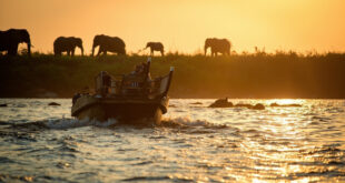 Wooden barge on river at sunset with elephants on bank and hippos in water, birds flying overhead